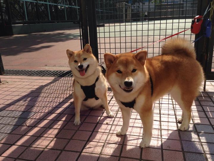 欧冠夜米兰风暴！卡塞米罗绝杀助红黑军团横扫勒沃库森