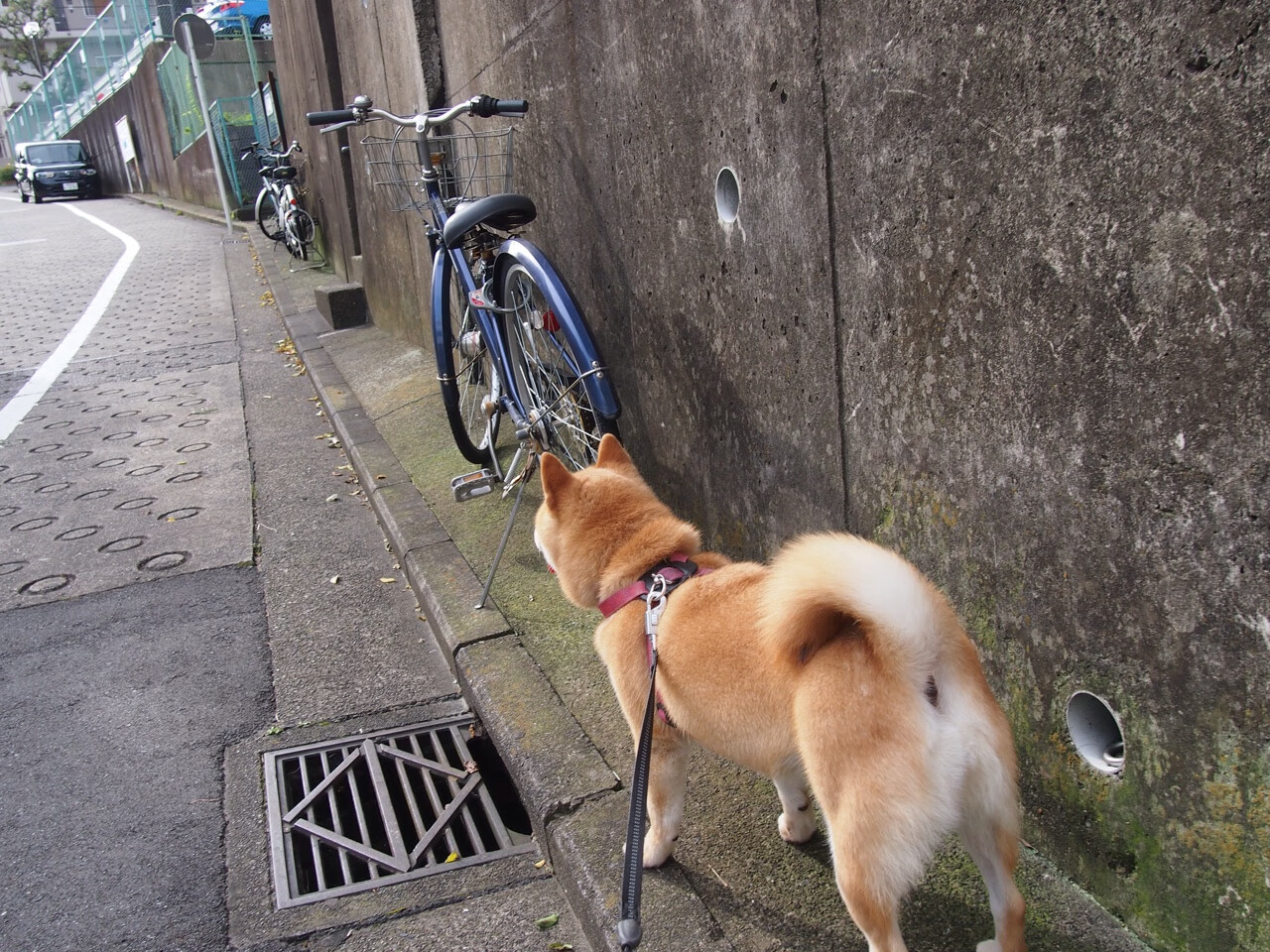 双线奇迹，牙买加94分钟绝杀震动足坛，苏亚雷斯F1揭幕战上演超车秀