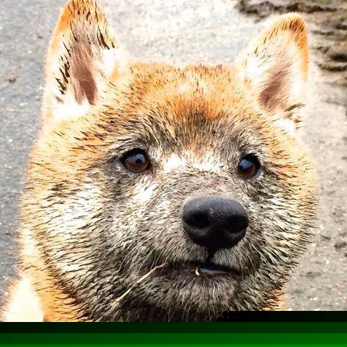 双城记,当骑士的钢铁洪流与福克斯的致命优雅共同诠释关键时刻的统治力