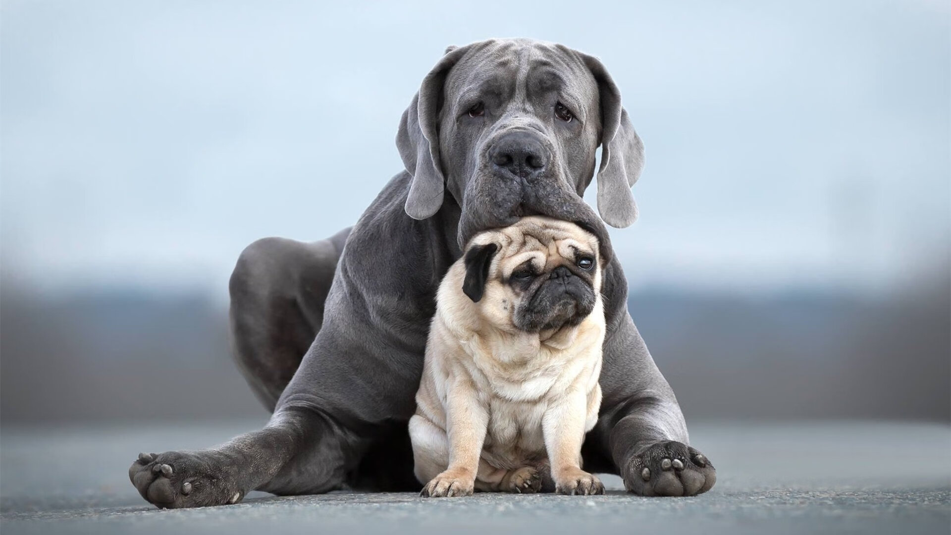 双重身份的较量，当世界杯的突尼斯战神在AC米兰刻下名字