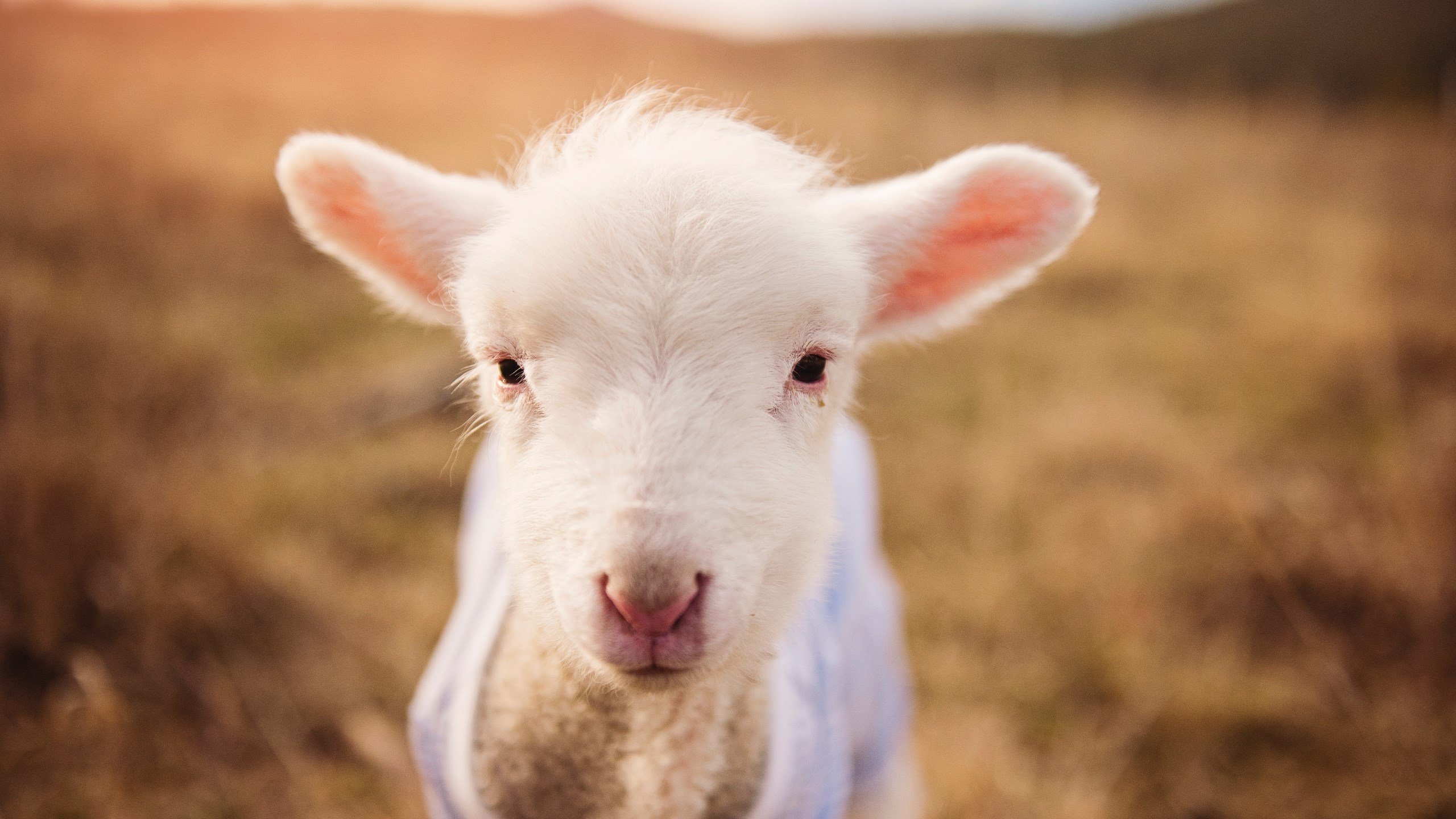 败者亦英雄,武切维奇在七分钟里让一座城市为其沉默与鼓掌