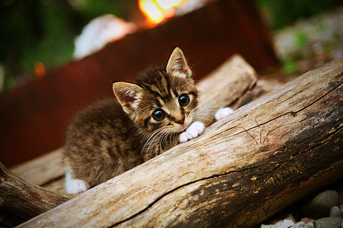 排名是数字,一击是永恒,伦纳德的撕裂黑夜之手