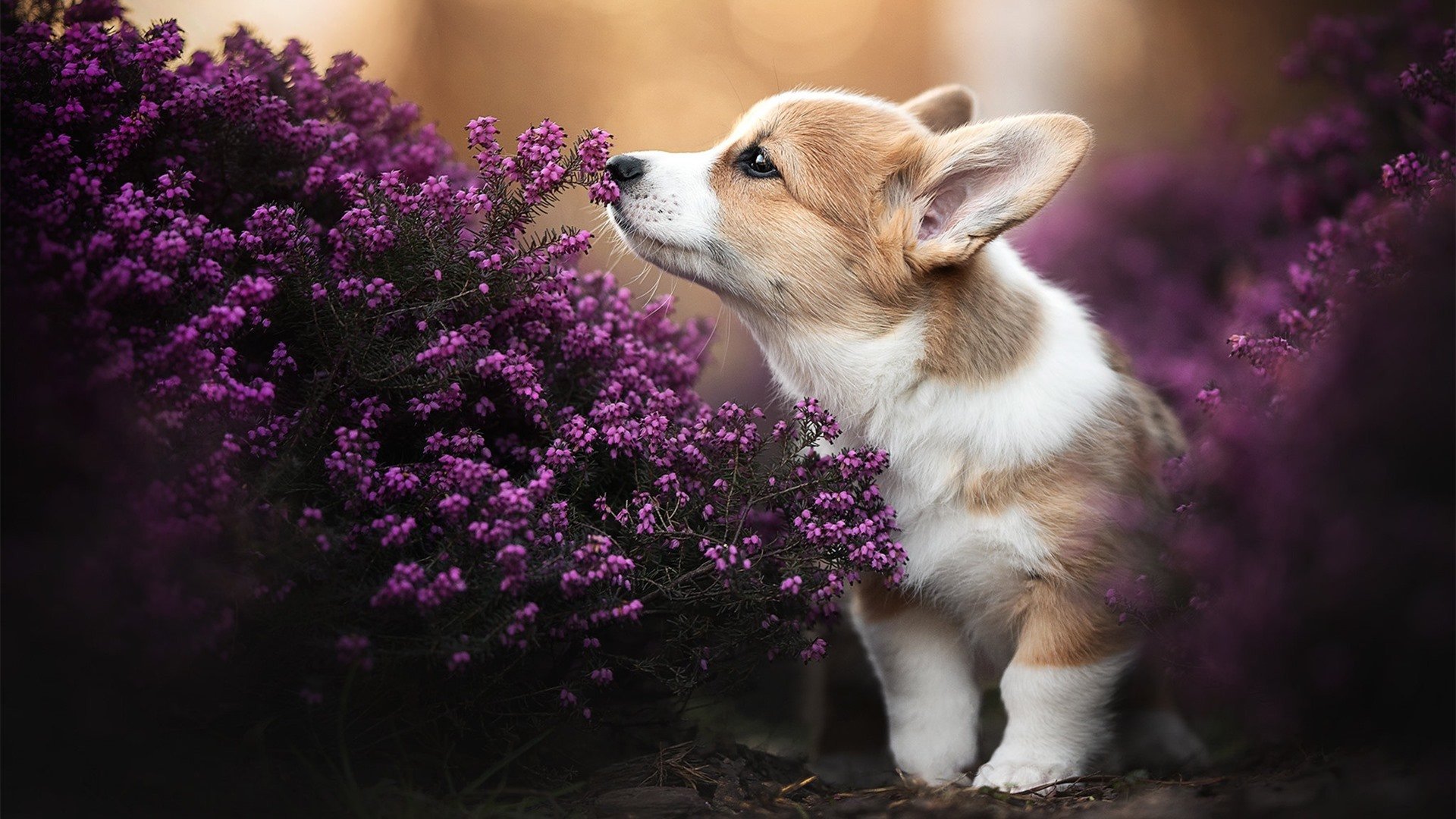 东亚风暴与南美闪电,当新生代打破足坛旧秩序