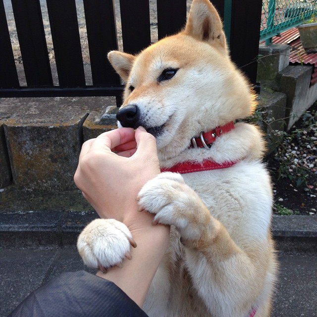 绝地逆转!字母哥28+22+8主宰末节,国王三大悍将74分空砍