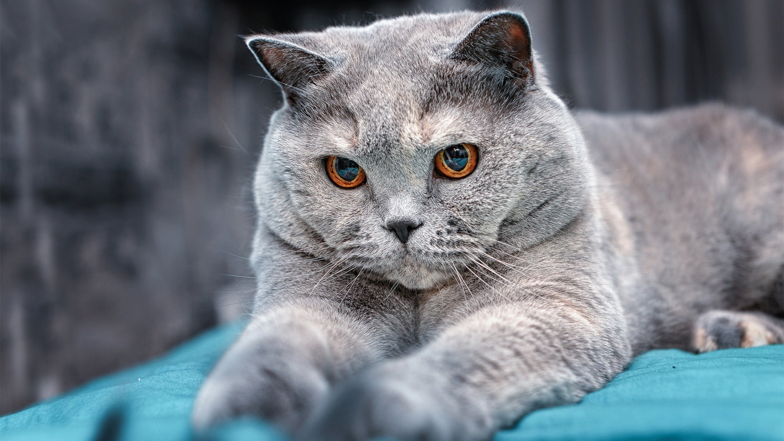 双星辉映，莫德里奇的乐章与塞内加尔的棋局