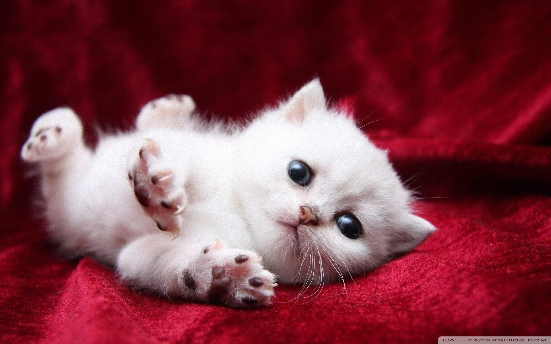 波斯铁骑末节惊魂逆转！拉亚绝命助攻带走钢铁之城