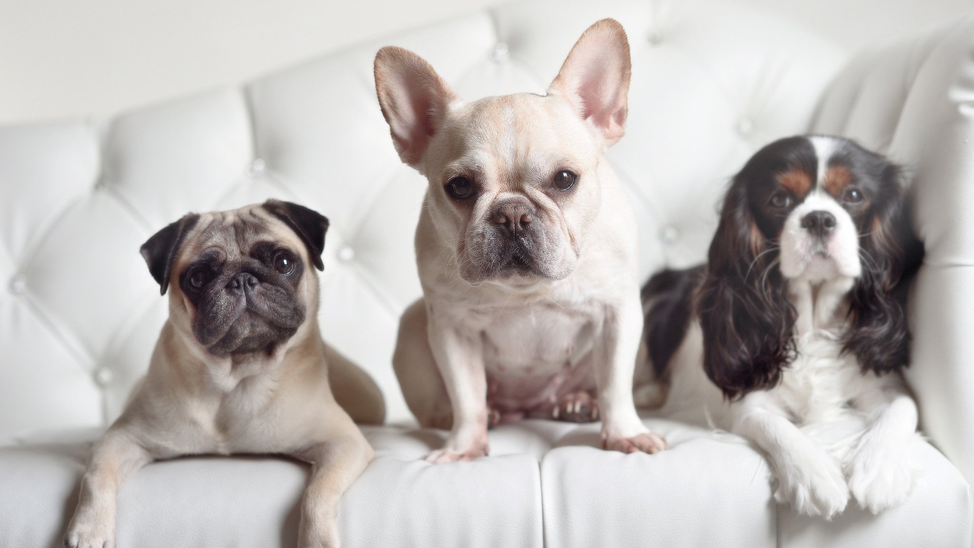 仙人掌军团与风笛的余音，当伊布在F1街道赛撕裂次元