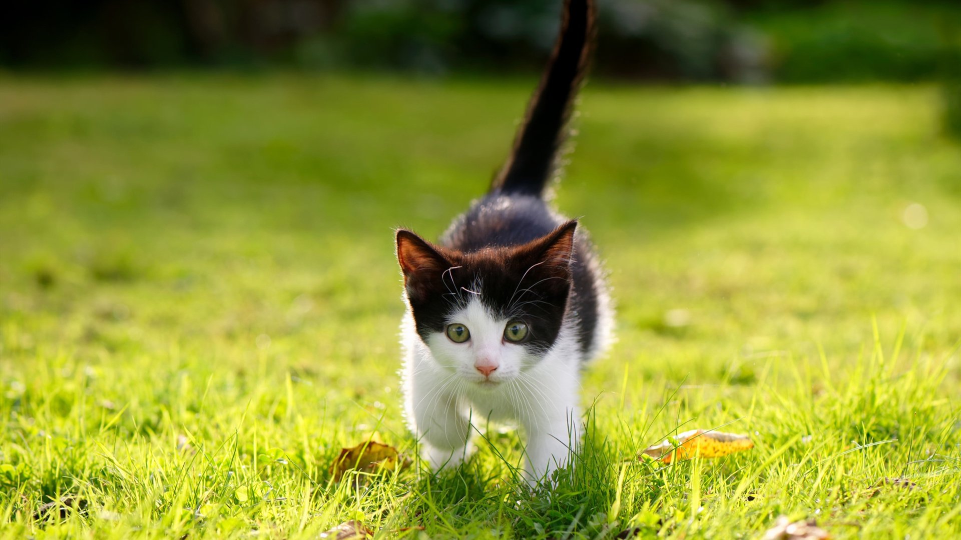 当蓝黑遇上蓝魔,三笘薰的手术刀如何解剖双重防线