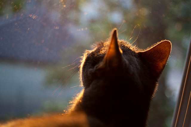 用脚踝终结比赛,当足球精灵李刚仁登上NBA总决赛之夜