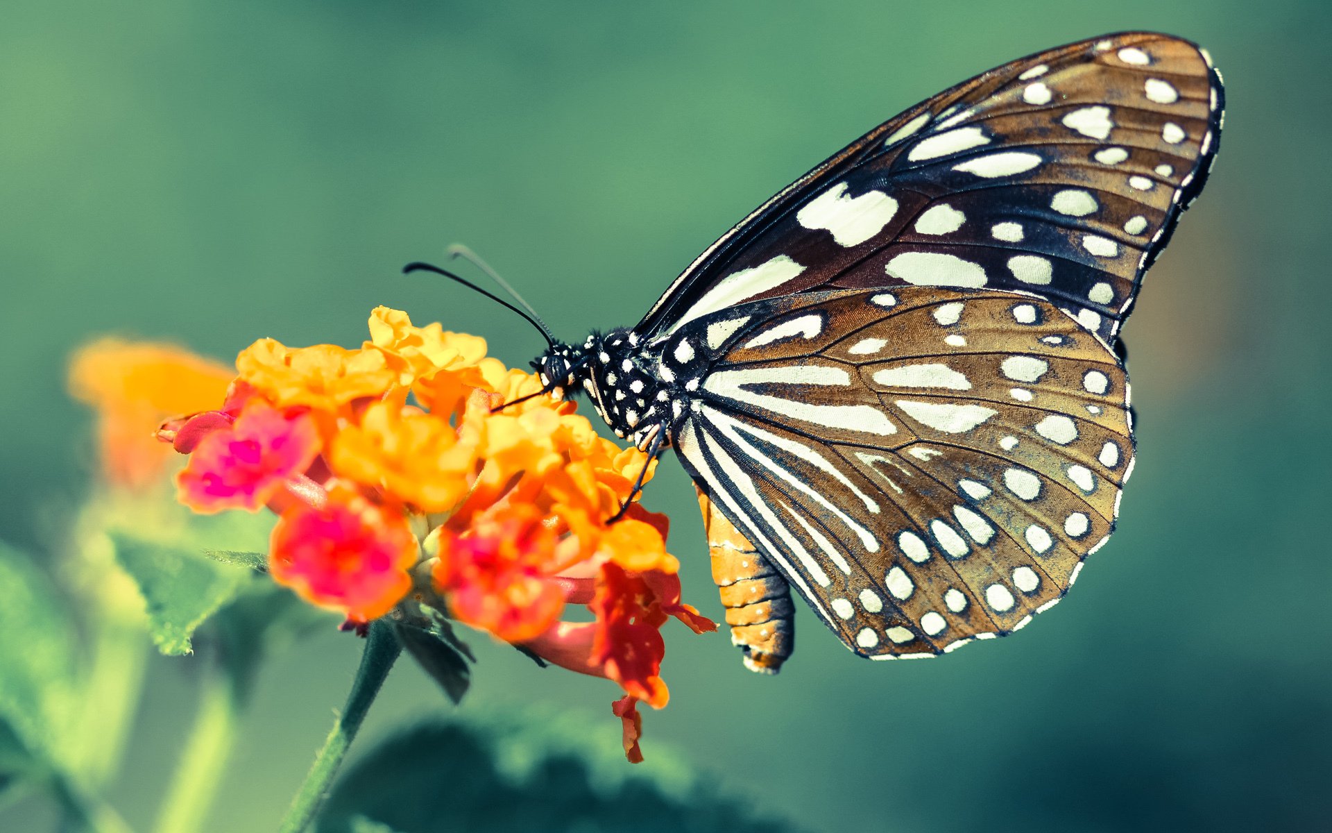 世界杯之夜,当足球烟火照亮篮球星空下的文班亚马
