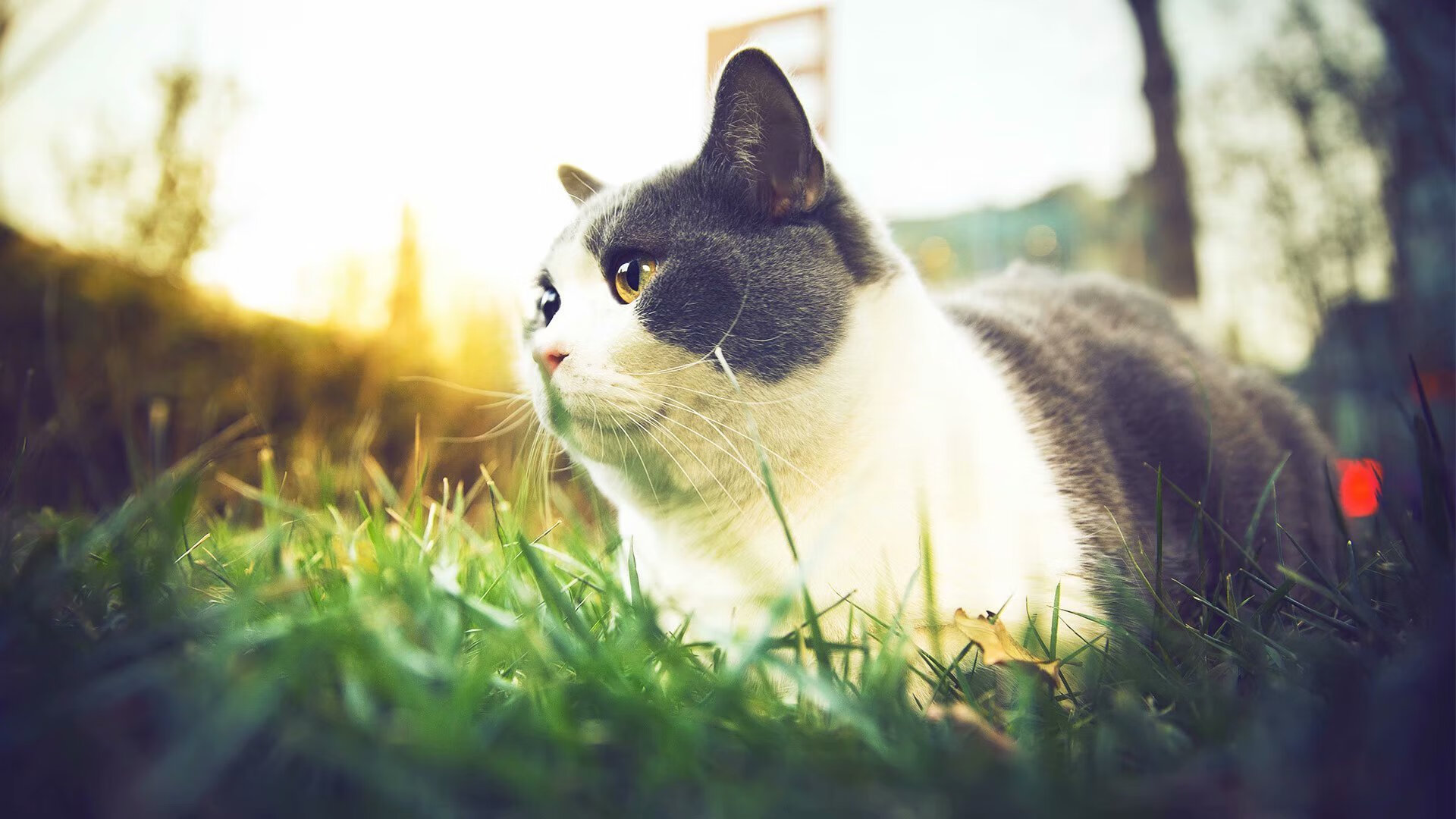 辽宁队比风暴更凶，小贾伦将英超争冠揽作独角戏