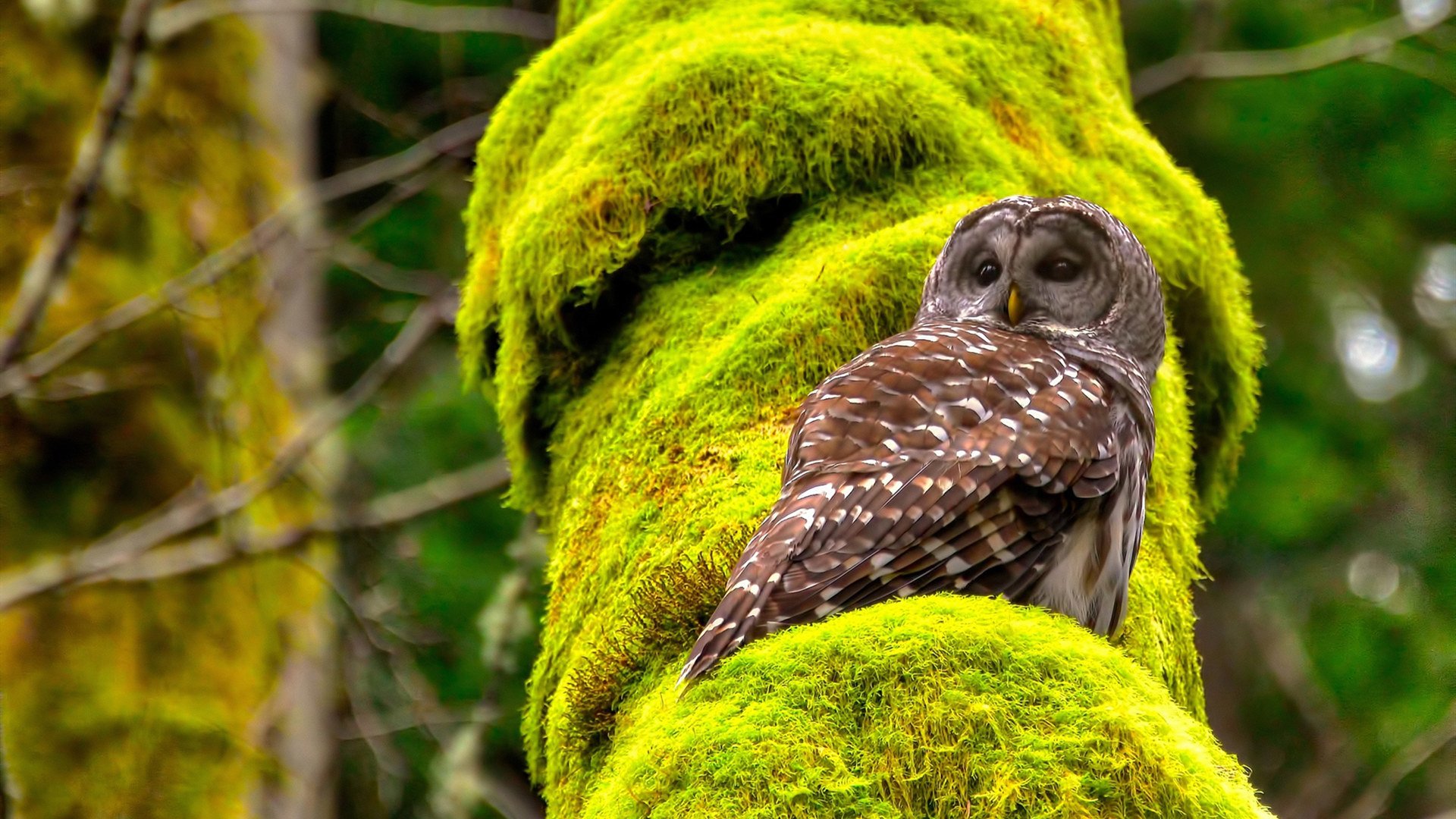 从北伦敦到南半球，阿森纳战术模板如何帮助澳大利亚崛起，凯恩的关键先生启示