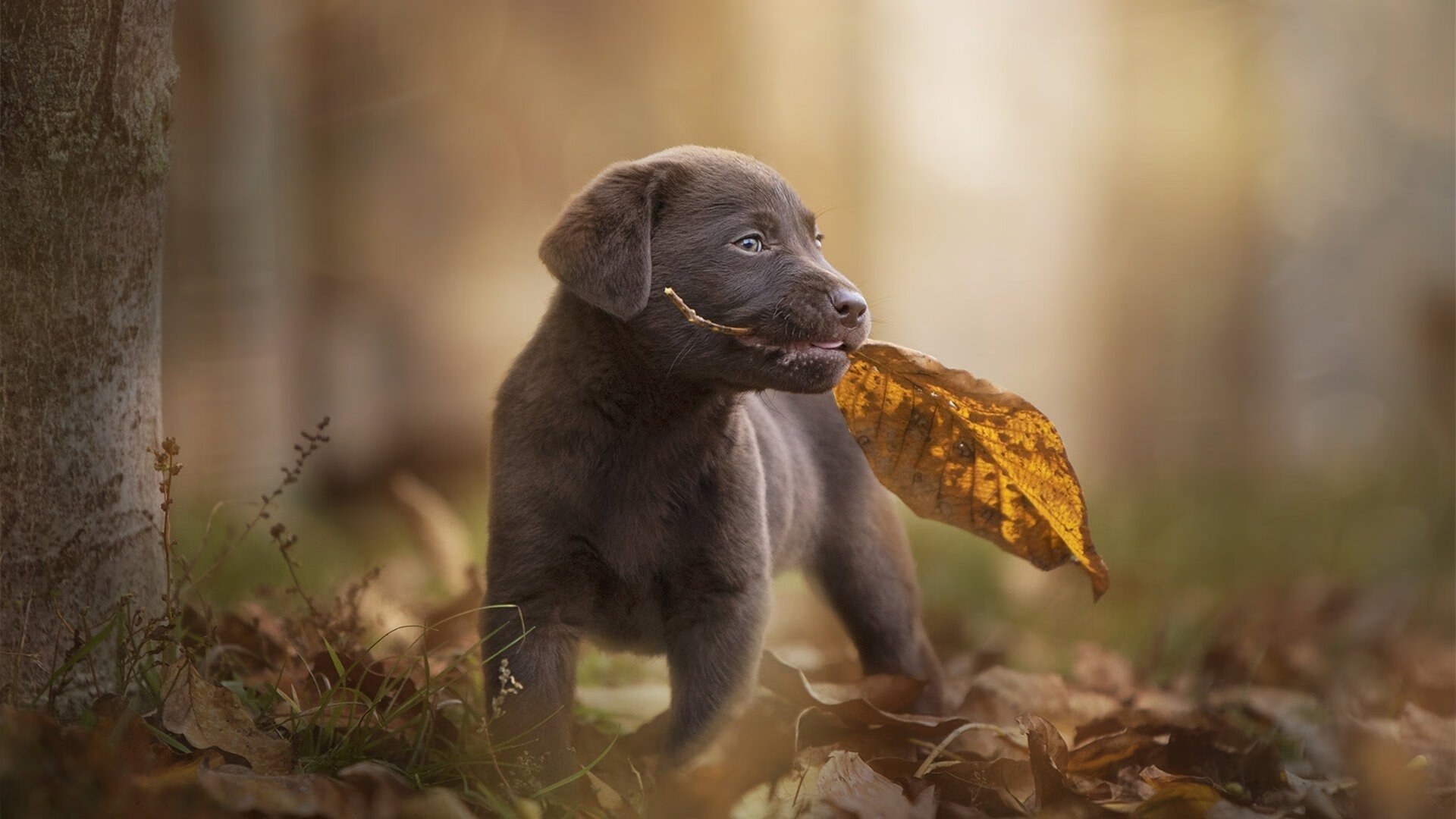 北欧神迹,冰岛逆袭弑神,温布利巨人轰然倒下