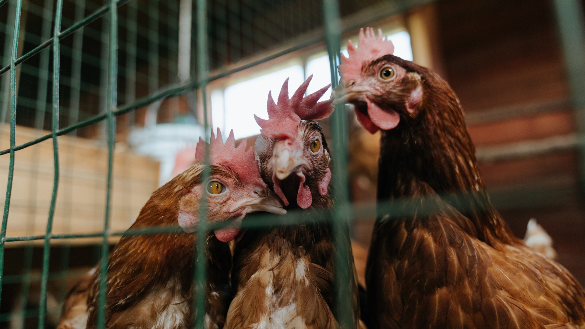 天穹之矛与沙漠之谋，卡拉斯科如何让对手完全无解，卡塔尔战术制霸挪威