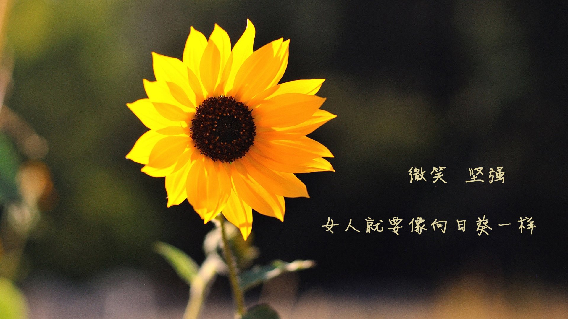 橙衣军团的唯一宣言，当荷兰用完美主义碾碎罗马尼亚，努涅斯便是那把唯一的钥匙